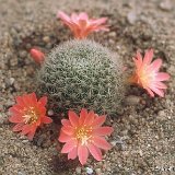 Rebutia minuscula v. salmonea JLcoll.4013.jpg